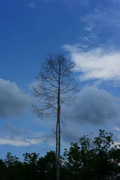 Высокое Дерево Лесу Фоне Неба — стоковое фото