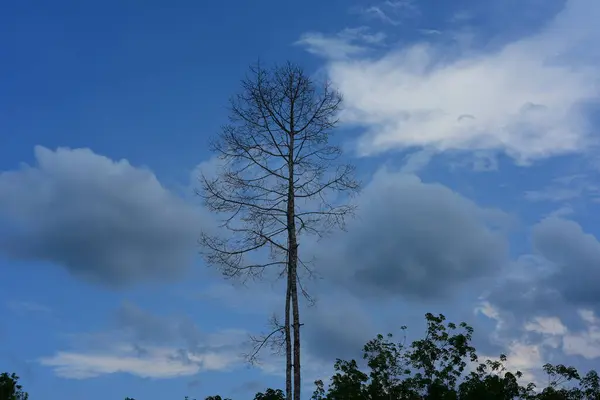 Високе Дерево Лісі Фоні Неба — стокове фото