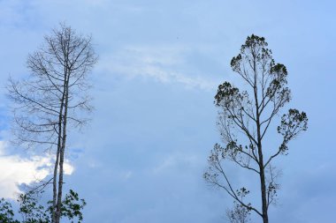 Bulutlu arkaplanda uzun ağaçlar