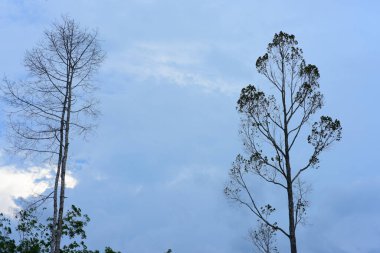 Bulutlu arkaplanda uzun ağaçlar