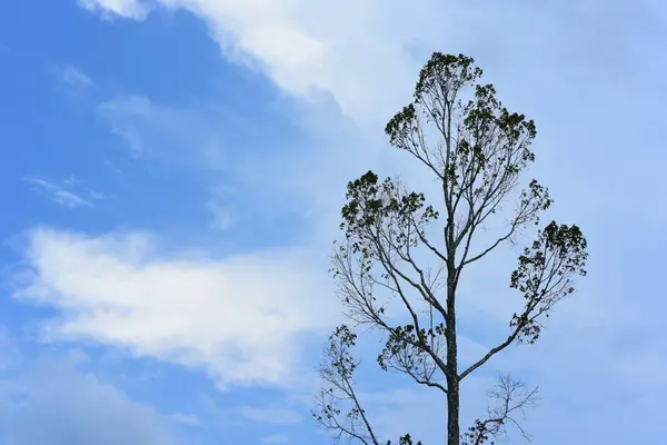 Високе Дерево Фоні Неба — стокове фото