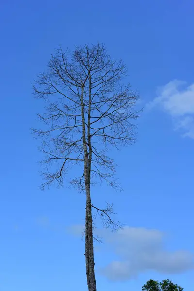 Високе Дерево Фоні Неба — стокове фото
