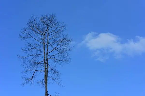 Wysokie Drzewo Tle Nieba — Zdjęcie stockowe