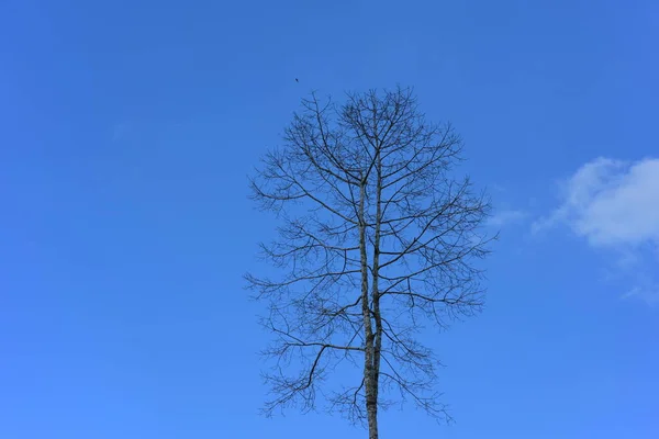 Vysoký Strom Obloze Pozadí — Stock fotografie