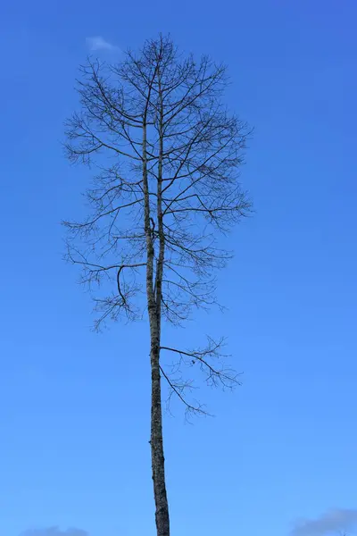 Wysokie Drzewo Tle Nieba — Zdjęcie stockowe