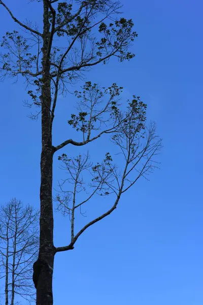 Großer Baum Auf Himmelshintergrund — Stockfoto