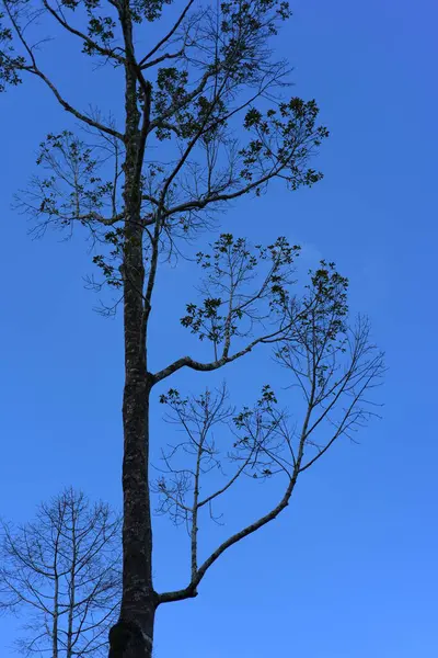 Großer Baum Auf Himmelshintergrund — Stockfoto