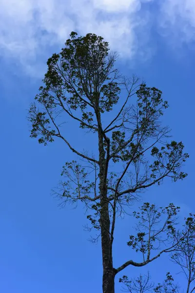 Высокое Дерево Фоне Неба — стоковое фото