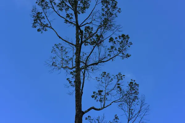 Tall Tree Sky Background — Stock Photo, Image