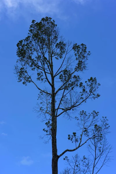 Tall Tree Sky Background — Stock Photo, Image