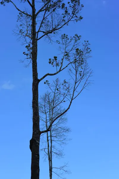 Großer Baum Auf Himmelshintergrund — Stockfoto