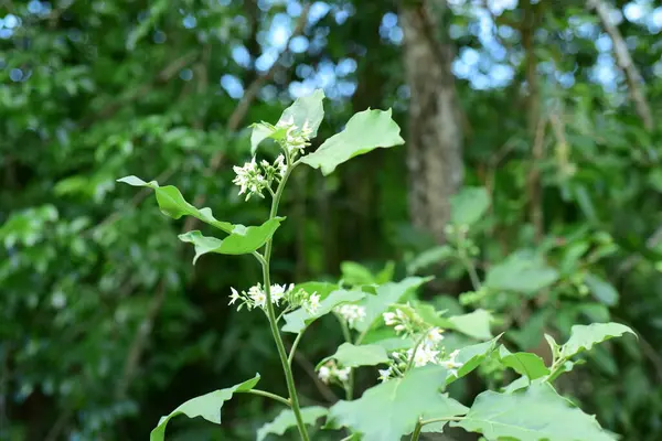 Green Leaves Flowers Forest — Stock Photo, Image