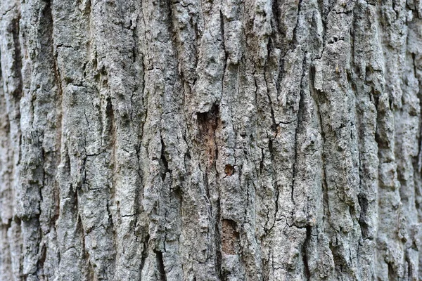 Ağaç Kabuğu Dokusu Arkaplanı — Stok fotoğraf