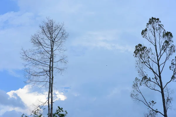 Высокие Деревья Облачном Фоне Неба — стоковое фото