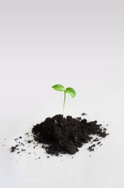 Toprak bir yığın çimlenme fide