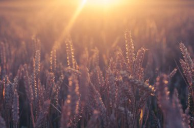 Wheat bathed in warm sunlight with lens flare clipart