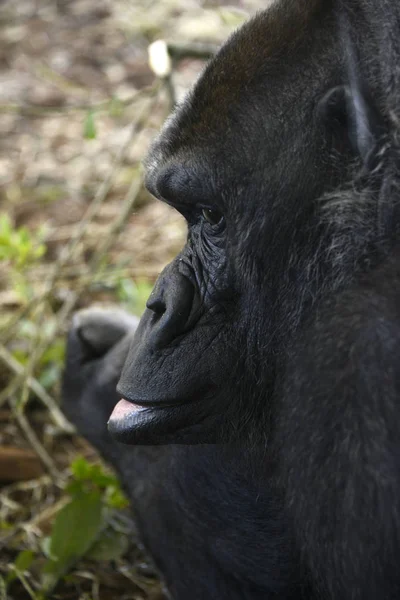 the black gorilla sitting enjoying the view