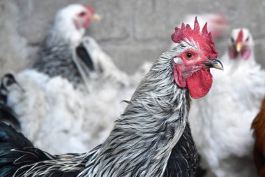 Çiftlikteki tavuklar