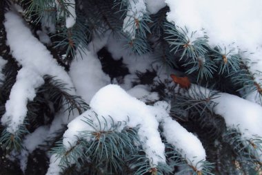 Köknar ağacı dalları karla kaplı. Soğuk kış aylarında Kiev şehir.