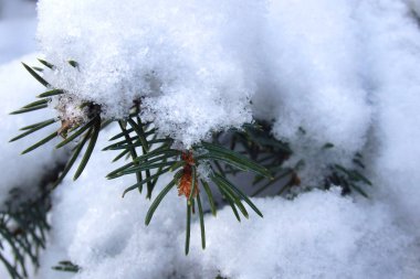 Köknar ağacı dalları kar yığını ile kaplı. Soğuk kış aylarında Kiev şehir.