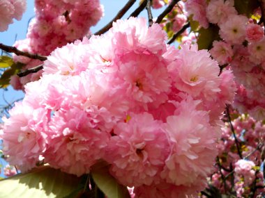 Yemyeşil kiraz çiçeği. Muhteşem sakura çiçeği. Japon kiraz ağacı.