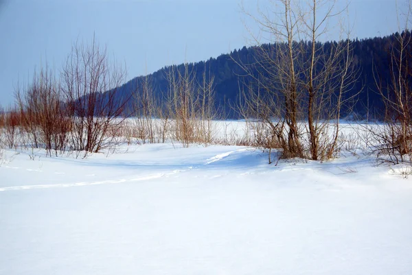 Bäume Ohne Blätter Vor Dem Hintergrund Schneebedeckter Flüsse Und Wälder — Stockfoto