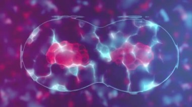 İnsan hücre bölünmesi, araştırma.