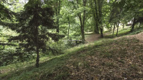 Ponte Nella Foresta Pluviale Naturale — Video Stock