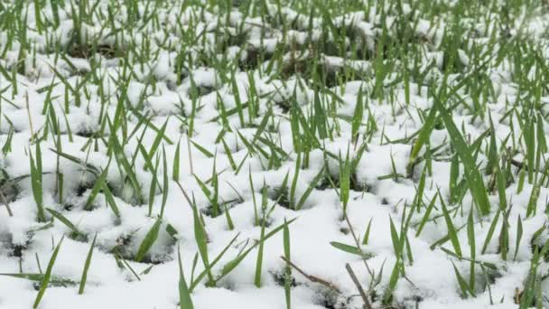 Schnee Fällt Auf Gras Winterliches Gestaltungskonzept — Stockvideo