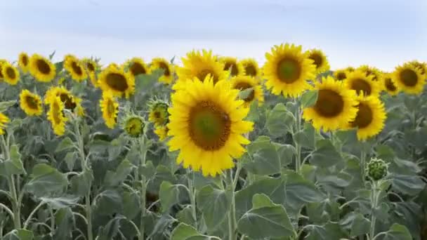 Hermoso Paisaje Con Girasoles Viento Campo Girasol — Vídeos de Stock