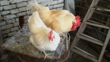 Horoz ve tavuk kümese, kırsal sahne içinde