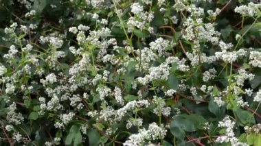 Rüzgardaki güzel karabuğday tarlası