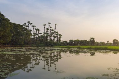 Pirinç tarlaları ve palmiye ağacı ormanlarda Bagaya Manastırı, Inn Wa Township, Mandalay, Myanmar yakın planda güzel tarım gölet