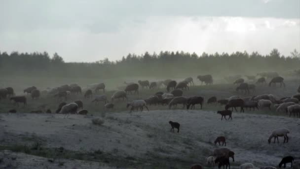 Schapen Grazen Heuvels — Stockvideo