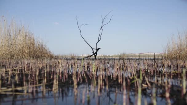 Landscapegloomy Landschap Verdorde Boom Water — Stockvideo