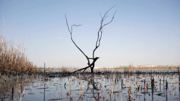 Landscapegloomy Landscape Withered Tree Water — Stock Video