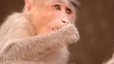 kaporta maymun closeup yeme. 