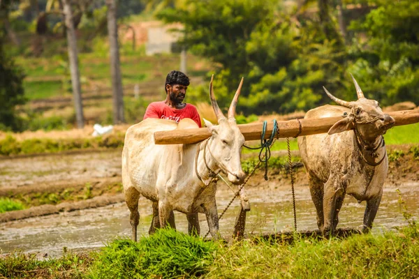 Mandya, Karnataka, 인도 8 월 29,2017:가 여기 농부 — 스톡 사진