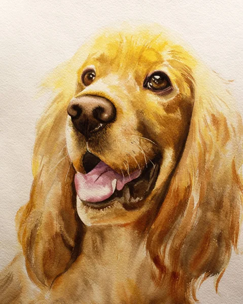Hunden av rasen Cocker Spaniel är gyllene i färg, målad med akvareller på papper, ser noga raka. Illustration för affisch eller kalender — Stockfoto