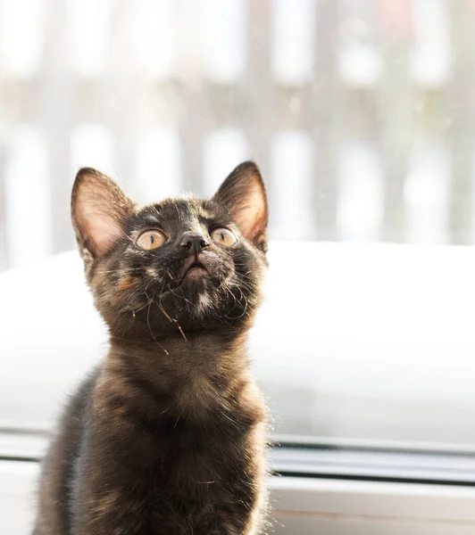 Czekoladowy Kotek Siedzi Przed Oknem Patrzy Górę Zdjęcie Pomarańczowe Oczy — Zdjęcie stockowe