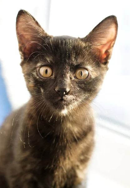 Çikolatalı Kedi Yavrusu Pencerenin Önünde Oturur Kafasını Kaldırıp Fotoğrafa Bakar — Stok fotoğraf