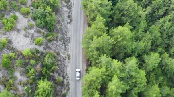Carro Dirigindo Longo Estrada Floresta Aerial Carro Que Atravessa Pinhal — Vídeo de Stock