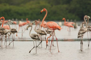 Bir grup çocuk ve Yetişkin Amerikalı flamingolar Phoenicopterus ruber Unare Lagoon Venezuela
