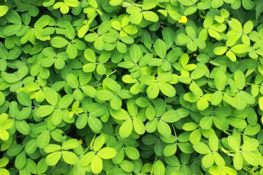 güzel çim arka plan detay