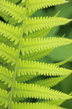 Fern desen yapısı ayrıntıları