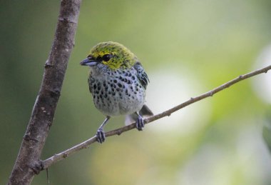 Şube ormanda Venezuela benekli tanager kuş tünemiş