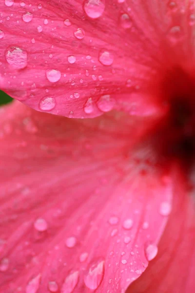 花瓣和雨滴滴在芙蓉花上的细节 — 图库照片