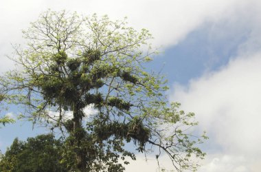 Bir ağaç rainforest Venezuela epiphyte bitkiler