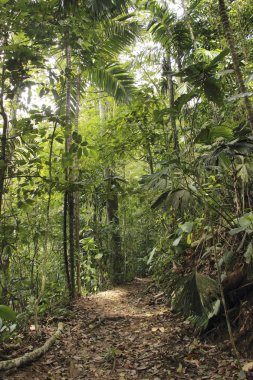 Yol yüksek orman rainforest venezuela