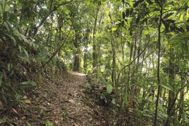 Yüksek orman rainforest için yol